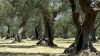 Tocco da Casauria celebra i sapori d'Abruzzo con l'olio Toccolana