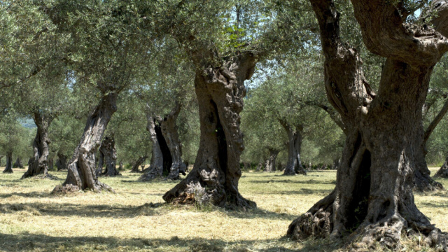 Gusta l'Abruzzo", la rassegna prosegue e celebra l'oliva Toccolana ... &copy; Creative Commons