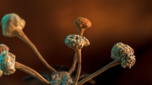 I benefici dei "funghi zombi" nel mondo reale  National Geographic &copy; Creative Commons