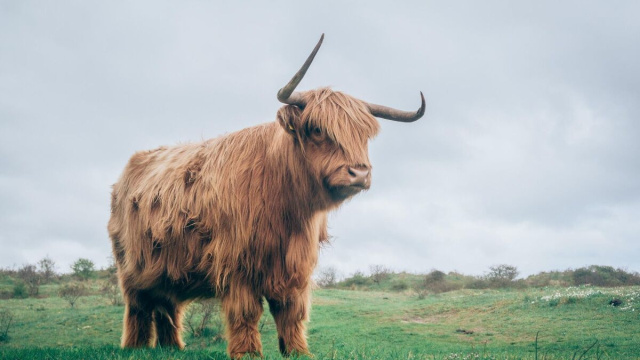 Oroscopo segno del Toro &copy; Pixabay