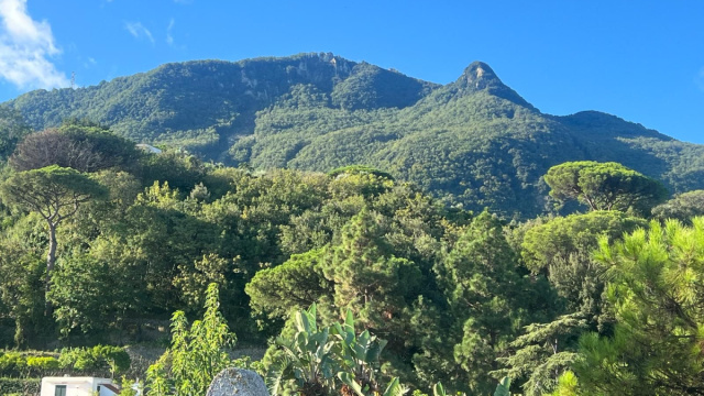 Adottato il Piano di Gestione Forestale &ndash; Ischia RINASCE &ndash; Sisma ... &copy; Creative Commons