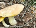 Valle d'Aosta, sportello Usl per la verifica dei funghi raccolti