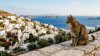 Le isole dei gatti: da Syros al Giappone, viaggio nei luoghi dove i felini sono di casa