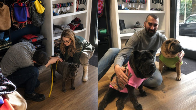 Filippo Baeli di SCI&rsquo;M Labstore prende le misure di alcuni Shar-Pei per realizzare capi sartoriali pensati sul fisico di ogni cane.