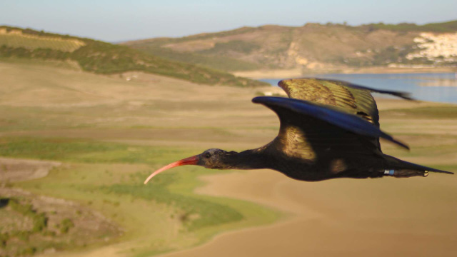 La Regione Toscana apre la caccia all'ibis sacro, in quanto specie ... &copy; Creative Commons