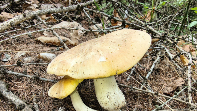 Stagione dei funghi al via: l'Usl riapre il servizio di controllo ... &copy; Creative Commons