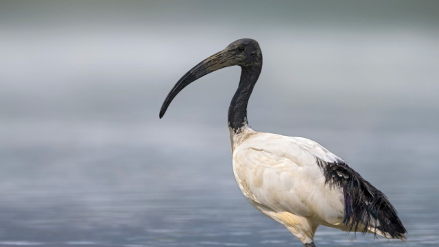vogelwarte.ch - Ibis sacro &copy; Creative Commons