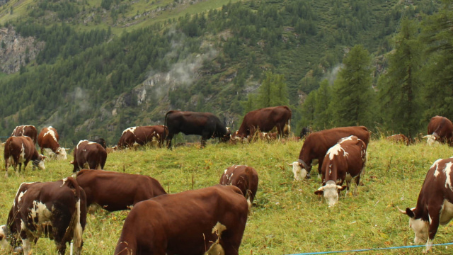 Alpeggi aperti in Valle d'Aosta: perch&egrave; andarci? - Spignattando &copy; Creative Commons