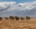 Kenya: 18 elefanti morti per cianuro, due agricoltori arrestati