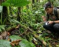 Anfibi e rettili trovati nelle Filippine: potrebbero essere specie mai viste prima