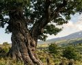 Gli alberi millenari d’Italia: i giganti verdi che hanno attraversato la storia