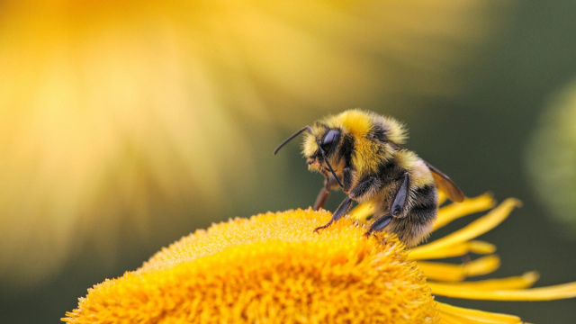 Un'ape su un fiore - foto d'archvio.