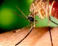 West Nile, terzo caso in Abruzzo: donna del Pescarese contagiata