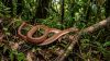 Scoperta una nuova specie di serpente: il nome è un omaggio a Slash