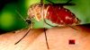 West Nile, terzo caso in Abruzzo: donna del Pescarese contagiata
