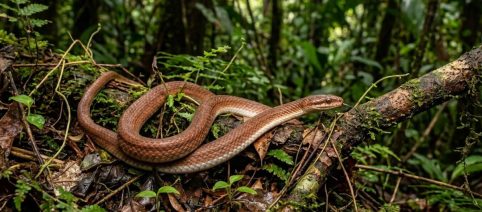 Scoperta una nuova specie di serpente: il nome è un omaggio a Slash