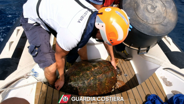 Pantelleria, recuperata una tartaruga Caretta caretta in ... &copy; Creative Commons