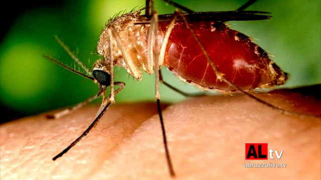 Primo caso di virus West Nile in Abruzzo nel 2026 &copy; Creative Commons