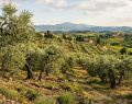 Adotta un ulivo in Salento: così un albero può rinascere dopo la Xylella