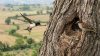 Un nido da adottare per un anno, mentre gli uccelli delle campagne italiane diminuiscono
