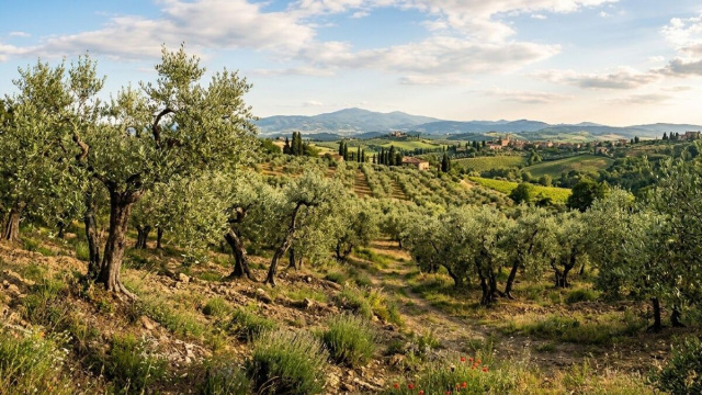 Tra le campagne salentine, nuovi ulivi tornano a crescere dopo gli anni pi&ugrave; difficili legati alla diffusione della Xylella.