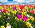 Colori, profumi e centinaia di fiori: a settembre Modena torna a sbocciare con Modena in Fiore