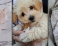 Maltipoo mania: a Torino il 2° raduno dedicato ai piccoli amici dal pelo irresistibile