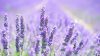 La lavanda fa bene, profuma e guarda al futuro dell’agricoltura italiana
