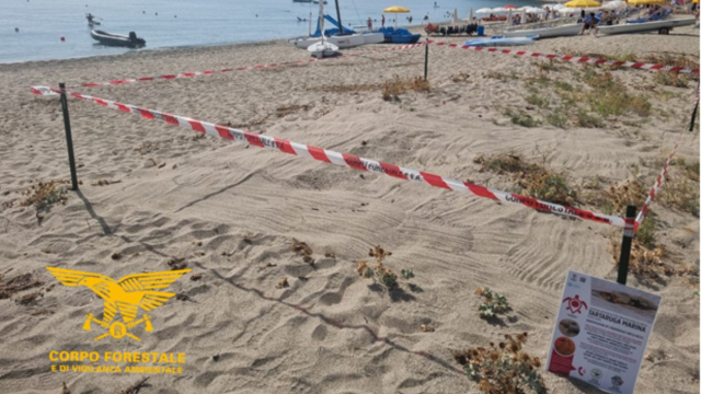 Cardedu, oltre cinquanta tartarughine verso il mare: il nido era ... &copy; Creative Commons