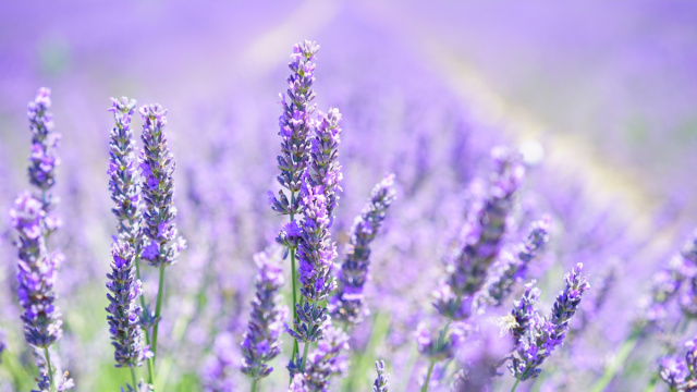 Dai campi viola alla filiera: la lavanda non &egrave; solo profumo e benessere, ma una coltura da valorizzare in Italia.