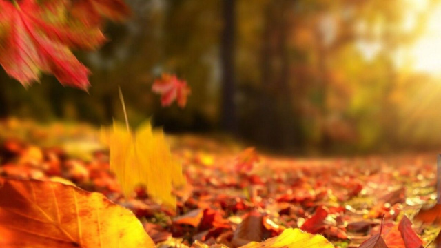 Foglia in autunno, foto da &copy;Pixabay