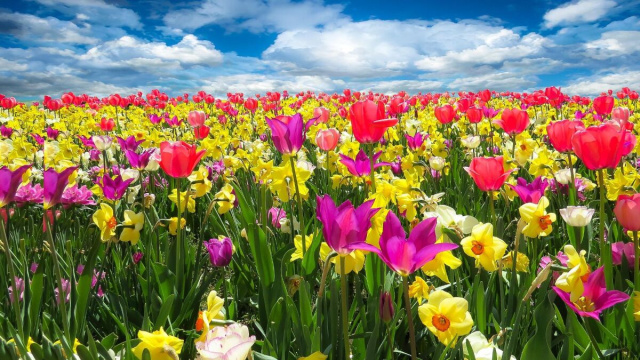 Il centro storico di Modena ospita floricoltori da tutta Italia con centinaia di variet&agrave; di piante e fiori.