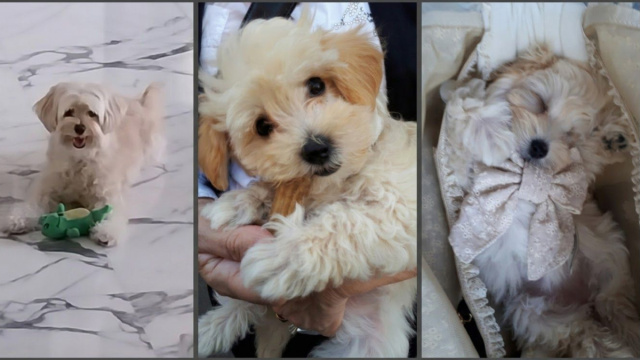 Musetti dolci, pelo soffice e un irresistibile effetto peluche: il Maltipoo conquista sempre pi&ugrave; cuori con il suo look tenerissimo.