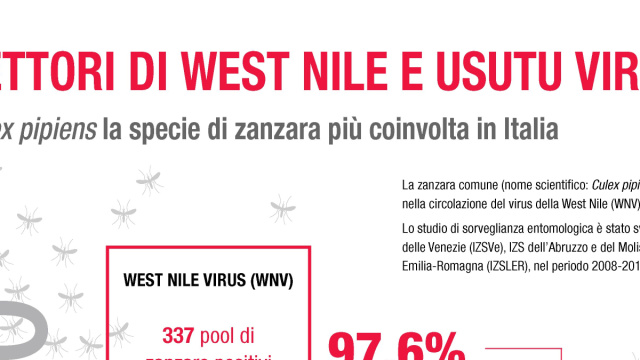 Vettori della West Nile, Culex pipiens s.l. la specie di zanzara ... &copy; Creative Commons