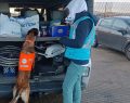 Peste suina: sequestrata carne di cinghiale a rischio a Porto Torres