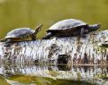 Tartarughine d’acqua, alcune sono vietate: cosa sapere prima di comprarle