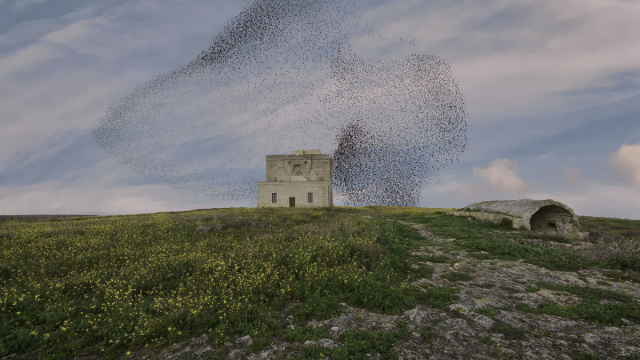 Il lupo &egrave; tornato a Torre Guaceto: avvistato con fototrappola ... &copy; Creative Commons