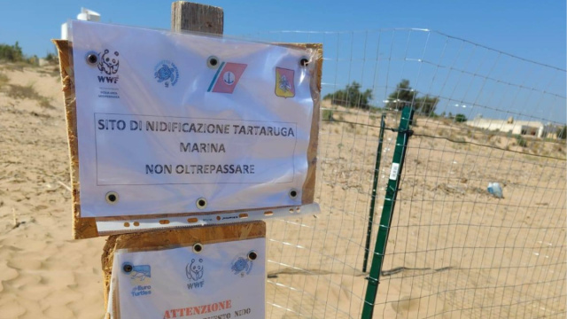 Un nuovo nido di tartarughe caretta caretta sulla spiaggia di Tre ... &copy; Creative Commons