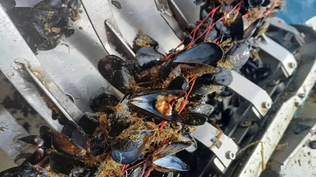 Caldo e alghe divorano ossigeno: moria di cozze, vongole e pesci ... &copy; Creative Commons