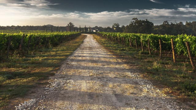 Una vigna in frutto (&copy;pixabay.com)