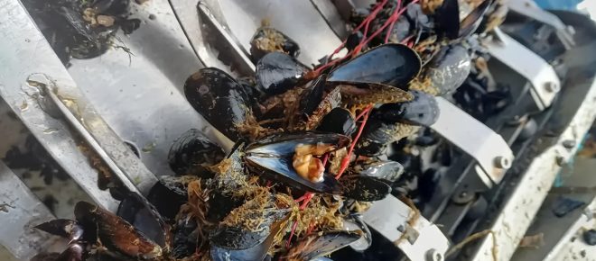Caldo record in Emilia-Romagna: strage di cozze negli allevamenti, allarme settore