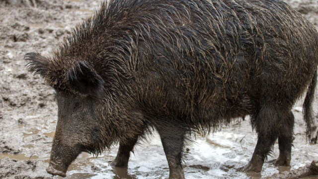 In foto un cinghiale selvatico - Pixabay.