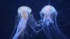AcquariaItalia 2026, un viaggio tra pesci, coralli e mondi sommersi