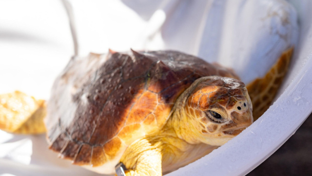 Fortunata, la tartaruga caretta caretta torna in mare - Citt&agrave; Nuova &copy; Creative Commons
