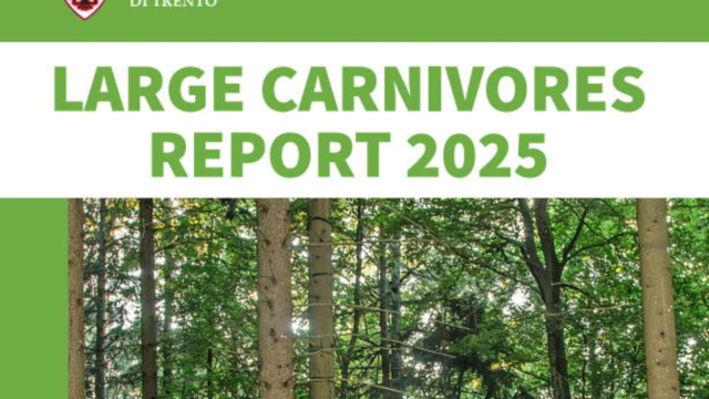 Grandi carnivori, il Rapporto 2025 parla anche inglese e tedesco &copy; Creative Commons