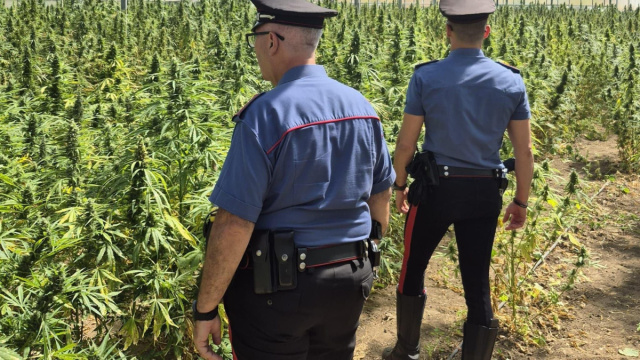 San Vito, maxisequestro di marijuana nelle campagne: arrestato un ... &copy; Creative Commons