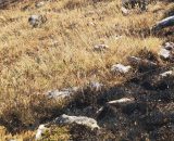 Incendio Lucoli-Roio: svolta nelle indagini, trovato un innesco a ... &copy; Creative Commons
