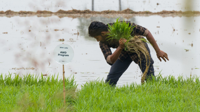 Saudi Aramco backs India's Mitti Labs to make Asia's rice farming ... &copy; Creative Commons