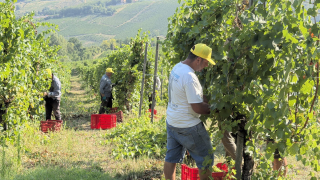 Caldo, vendemmia al via con 10 giorni di anticipo &copy; Creative Commons