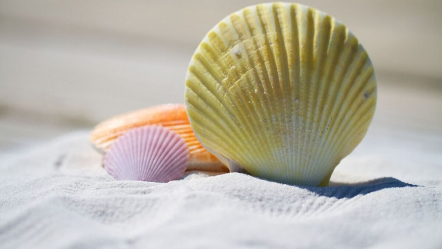 Delle conchiglie sulla sabbia (&copy;pixabay.com)